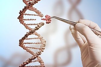 What Is Genetic Modification?