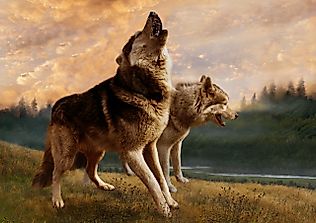 9 Unexpected Animals That Mate For Life