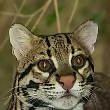 Ocelot Facts: Animals of North America