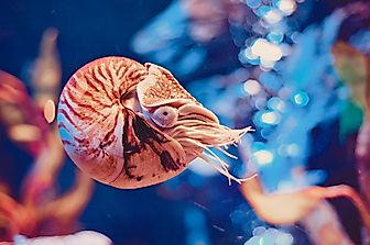 10 Of The World's Oldest Animals