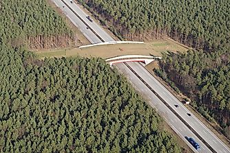 Wildlife Bridges Are A Savior: Importance In Conservation
