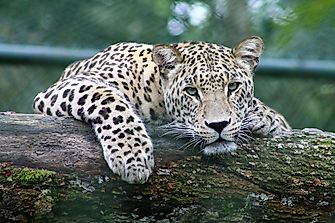 10 YouTube Channels To Subscribe To If You Love Wildlife