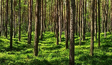 Where Are Temperate Forests Found?
