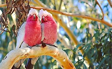 Where Is The Headquarters Of BirdLife International Located?