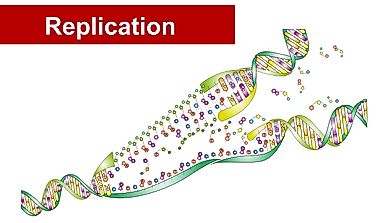 What Enzymes Are Involved In DNA Replication?