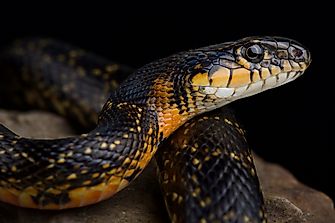 Native Reptiles Of Algeria