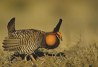 Prairie Chicken Facts: Animals of North America