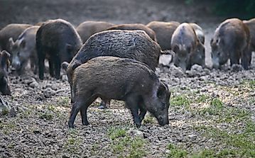 Feral Hogs: the 2 Billion Dollar Problem the Hunting Industry Created