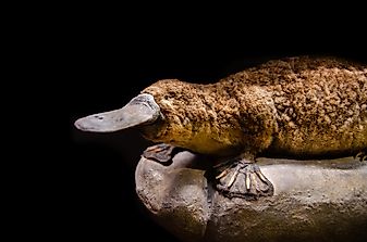 10 Ancient Animals That Still Live Today