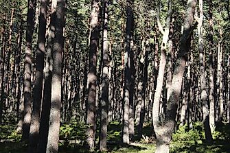 What Was The Caledonian Forest?
