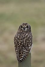 Short-Eared Owl Facts: Animals of North America