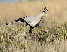 The Native Birds Of Zambia