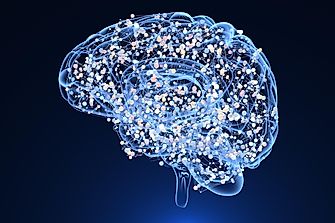 How Many Chromosomes Are In Brain Cells?