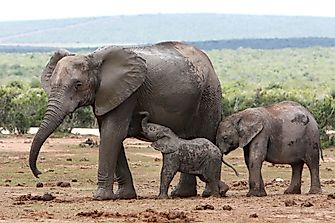 What Are Mammals?