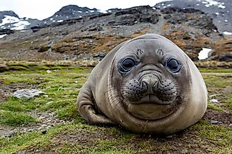 What Do Elephant Seals Eat?