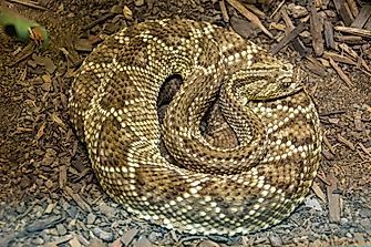 Venomous Snakes Of The Amazon Basin