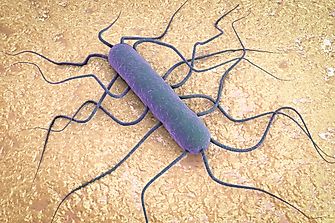 What Is Listeria?