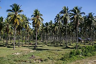 The World Leaders In Coconut Production