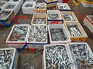 Leading Countries In Fishing And Aquaculture Harvests