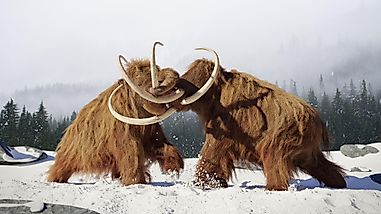 Giant Ice Age Mammoth Cemeteries Found In The US