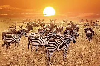10 Interesting Facts About The Serengeti