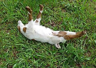 Why Do The Fainting Goats Faint?