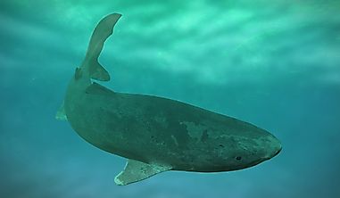 What Are The Biggest Threats To The Greenland Shark?