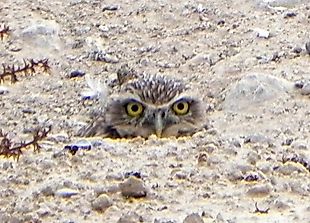 Burrowing Owl Facts: Animals of North America