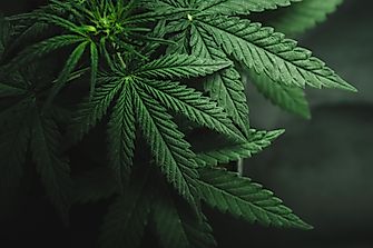 Canadians Spend Billions On Cannabis Every Year