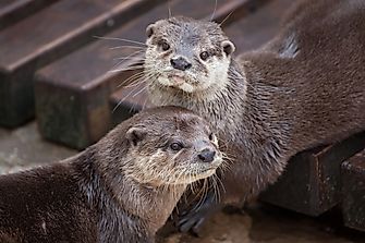 Mammals Of The Philippines