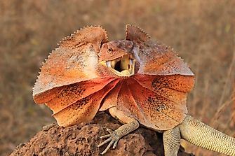 What Animals Live In The Australian Outback?
