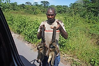 What Are Zoonotic Diseases?