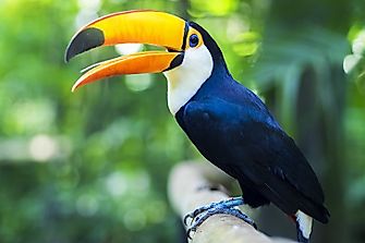 Where Is The Amazon Rainforest?