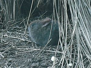 Volcano Rabbit Facts: Animals of North America