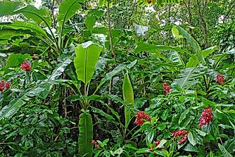 Threatened Endemic Plants Of Costa Rica