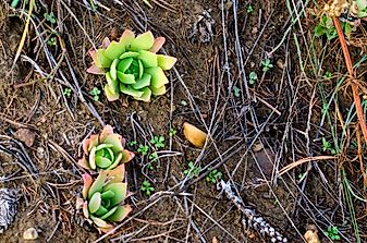 Characteristics Of Succulent Plants