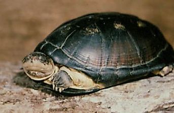 Native Reptiles Of South Sudan