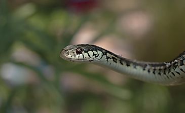Garter Snake Facts: Animals of North America