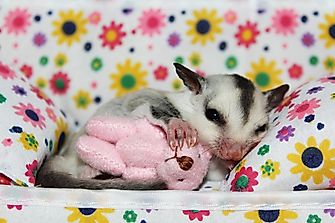 Is It Legal To Keep A Sugar Glider As A Pet?