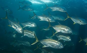 Native Fish Of Costa Rica