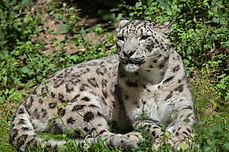 Threatened Mammals Of Pakistan