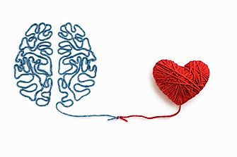 Is A Heart Bigger Than A Brain?