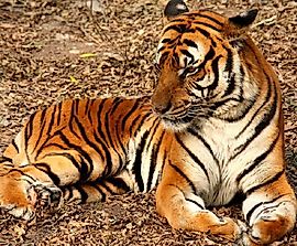 Most Threatened Tigers In The World