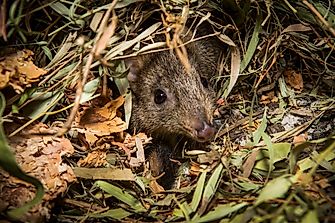 Endangered Mammals in Australia