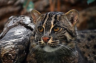 Combat For Survival In Cambodia: The Case of the Fishing Cat