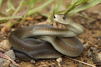 Inland Taipan Vs Black Mamba: Who Is More Deadly?