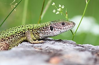 Reptiles Of Kazakhstan