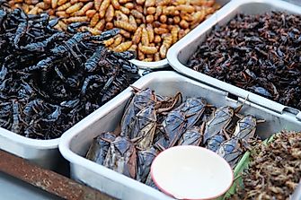 Do People Really Eat Worms And Scorpions?