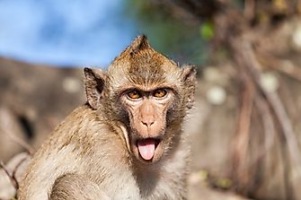 Rhesus Monkey Facts: Animals of Asia