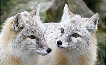 10 Animals Found In Turkmenistan